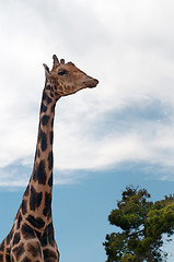 Image showing Giraffe on blue sky