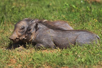Image showing Juvenile warthogs