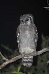 Image showing Giant Eagle Owl
