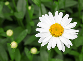 Image showing Beautiful white daisy in the garden