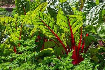 Image showing Beet leaves in sunlight