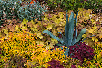 Image showing Agave growing among colorful plants