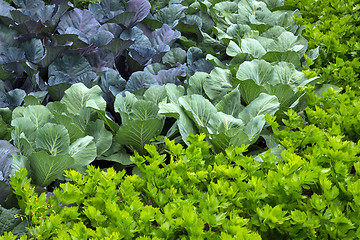 Image showing Vegetable garden with cabbage and celery