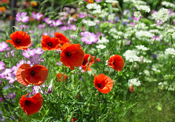Image showing Poppies in summer garden