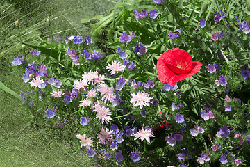 Image showing Red poppy among blue flowers