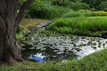 Image showing Pond with water lilies under the tree