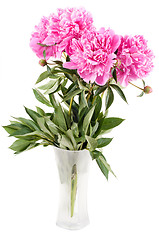 Image showing Pink peony