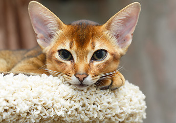 Image showing Abyssinian kitten