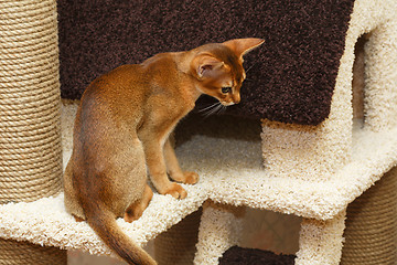 Image showing Abyssinian kitten