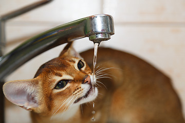 Image showing Abyssinian kitten