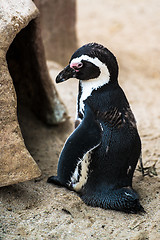 Image showing Magellanic penguin