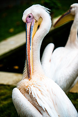 Image showing Pelican cleaning his plumage