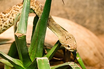 Image showing Rattlesnake