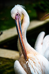 Image showing Pelican cleaning his plumage