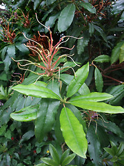 Image showing plant detail