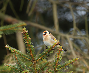 Image showing European Goldfinch