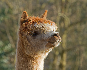 Image showing Alpaca