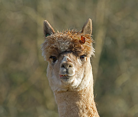 Image showing Alpaca with Leaf