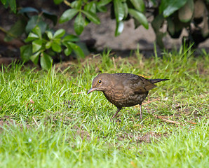 Image showing Blackbird Looking for Food