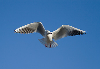 Image showing Black-headed Gull