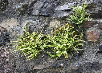 Image showing stone wall detail