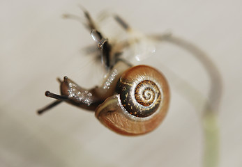 Image showing Tiny Snail