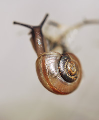 Image showing Tiny Snail