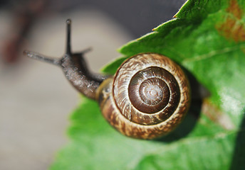 Image showing Small Snail