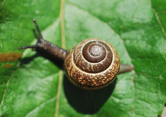 Image showing Small Snail