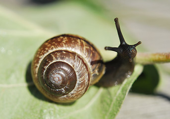 Image showing Small Snail