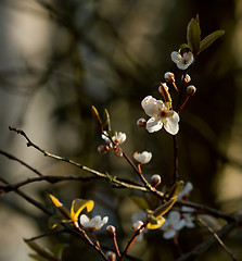 Image showing Blackthorn Blossom