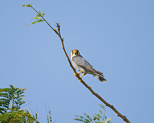Image showing Red-necked Falcon