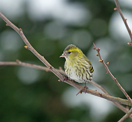 Image showing European Siskin in Hawthorn