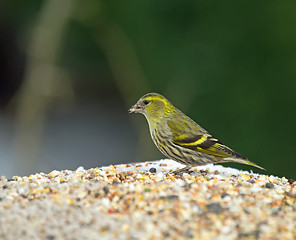 Image showing European Siskin on Feeder