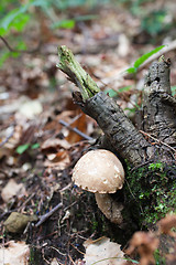 Image showing Armillarlella melle