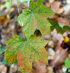 Image showing Autumn colours