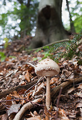 Image showing Armillarlella melle