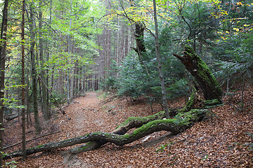 Image showing Gnarled beech tree