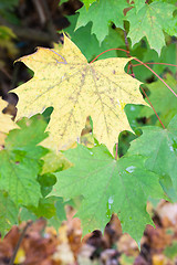 Image showing Autumn colours