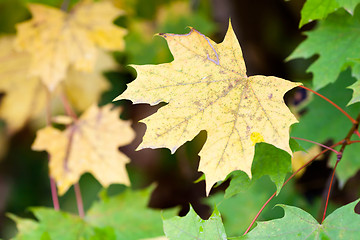 Image showing Autumn colours