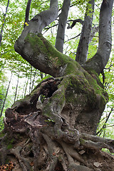 Image showing Gnarled beech tree