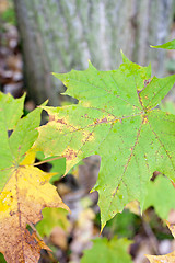 Image showing Autumn colours