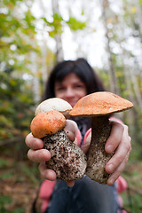 Image showing Mushrooms in hands