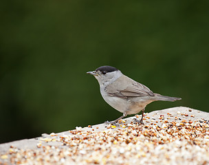 Image showing Blackcap