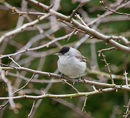 Image showing Blackcap in Hawthorn