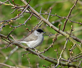 Image showing Blackcap in Hawthorn Tree