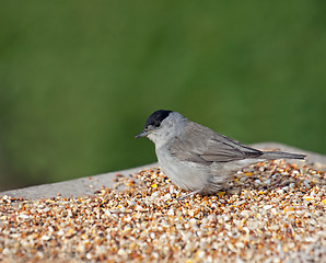 Image showing Blackcap on Seed Table