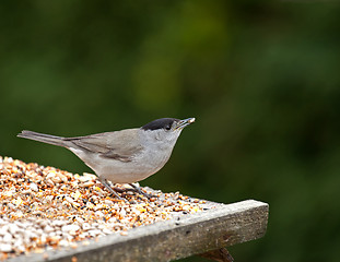 Image showing Blackcap with Seed