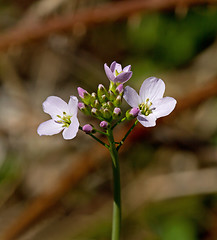 Image showing Cuckoo Flower