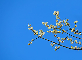 Image showing Pussy Willow Catkins